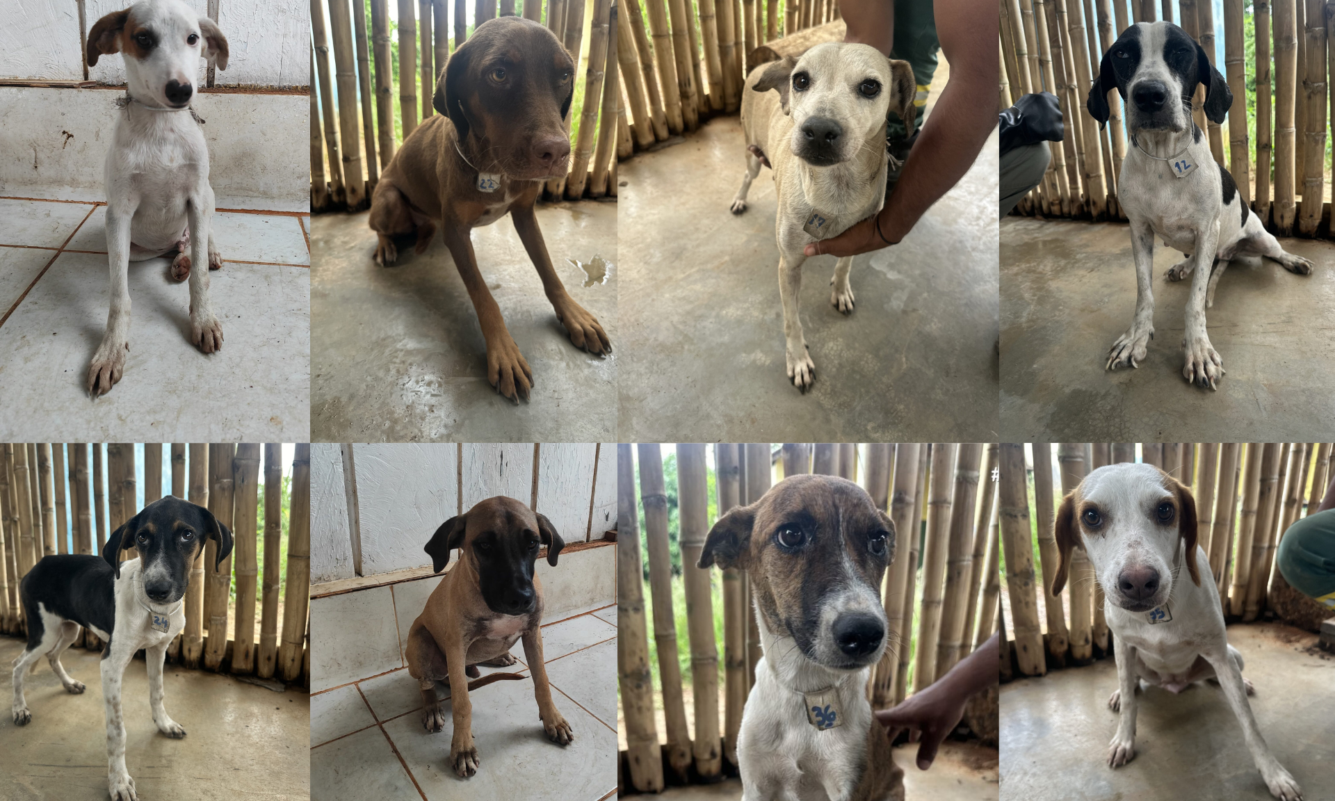 Ação busca lar definitivo para dezenas de cães e gatos que foram abandonados na região
