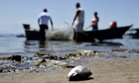 Governo pagará auxílio a pescadores domiciliados em municípios afetados pelo óleo