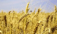 Governo reincorpora tarifa zero para importação de quota mínima anual de trigo