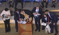 Presidente Bolsonaro sanciona lei que aumenta pena para quem maltratar cães e gatos