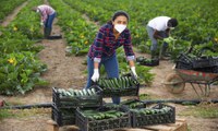 Decreto permite ampliação da participação de agricultores familiares em programas do governo