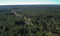 Decreto qualifica mais três florestas nacionais no PPI