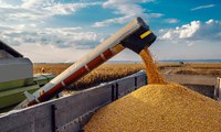 Presidente zera alíquotas de tributos incidentes na importação de milho