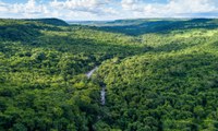 Medida provisória altera normas de gestão de florestas públicas para impulsionar mercado de créditos de carbono no país