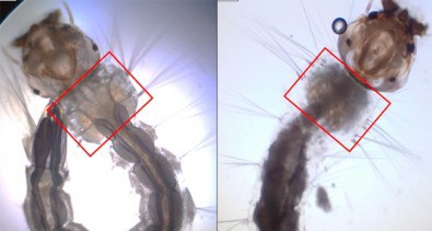 Larvas de Aedes aegypti - Embrapa.jpg