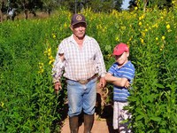 Erva-Mate fortalece a cadeia produtiva em Mato Grosso do Sul