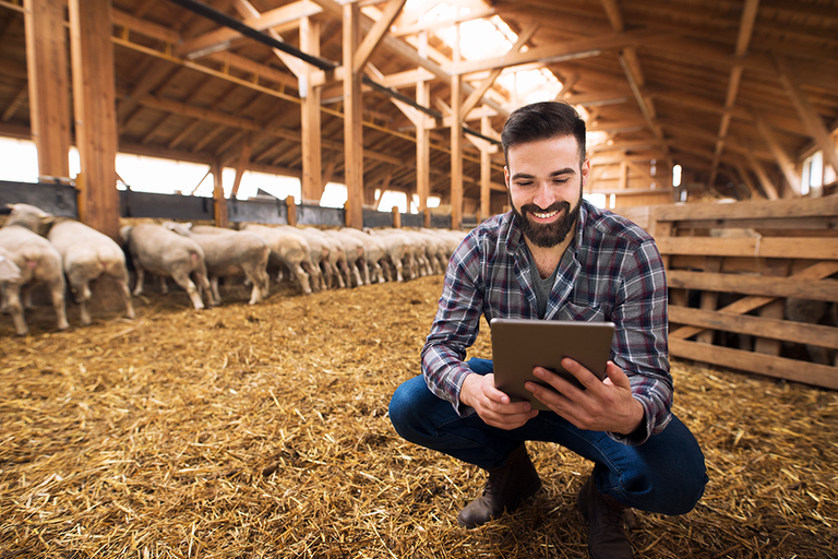 portrait-of-successful-farmer-cattleman-in-sheep-barn2.png