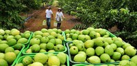 Palminópolis (GO) terá mecanização agrícola com recurso da Sudeco