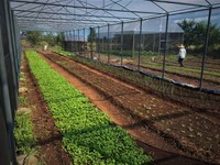 Sudeco viabiliza horta e pomar comunitários em Campos Belos (GO)