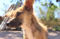 Sudeco celebra o julho dourado: A causa é animal!