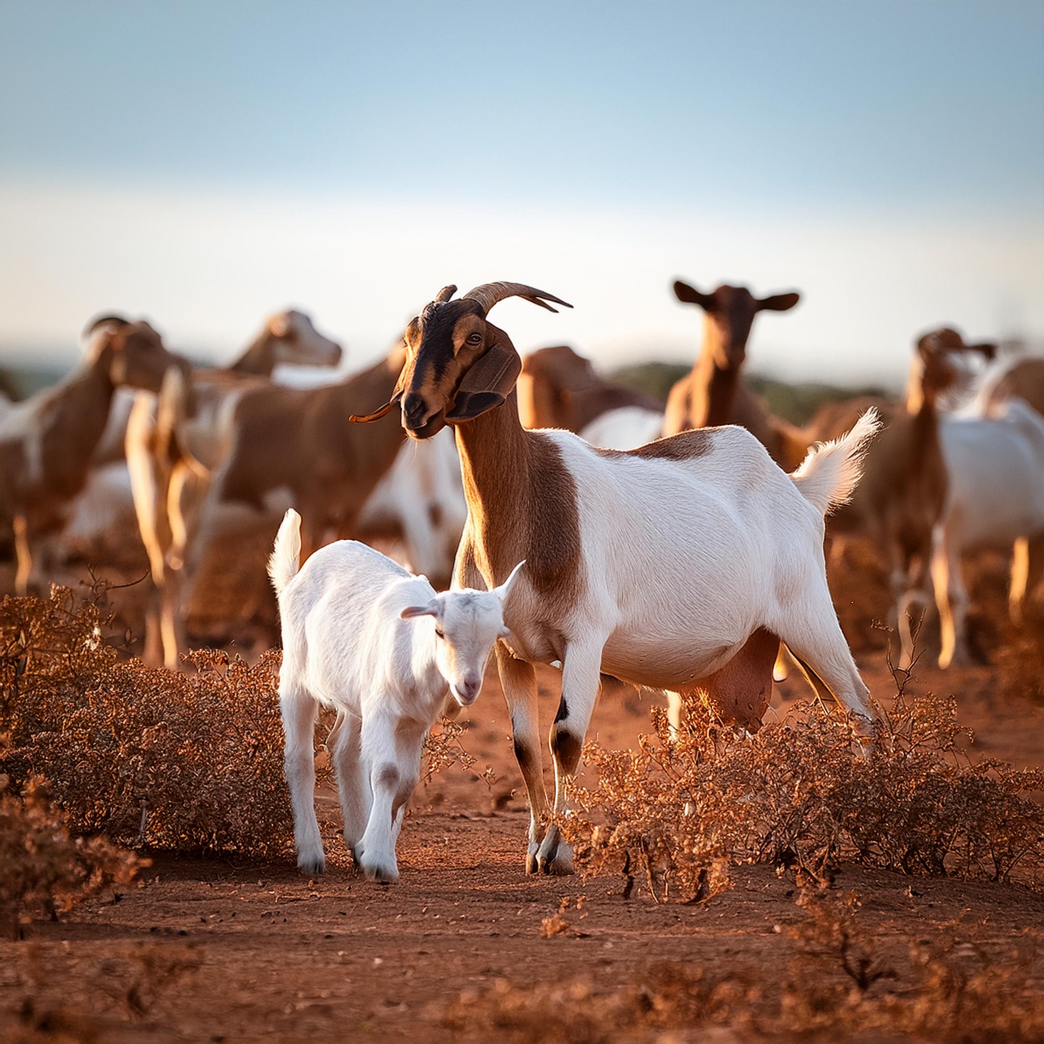 Custeio agrícola e pecuário - FNE