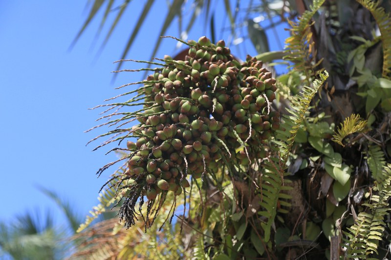Projeto da Sudene, UFPE e Univasf transforma biodiversidade da Caatinga em inovação e oportunidades econômicas