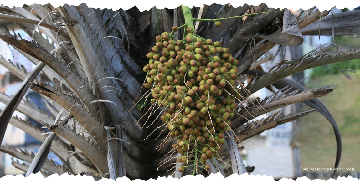 Foto de um pé de licuri
