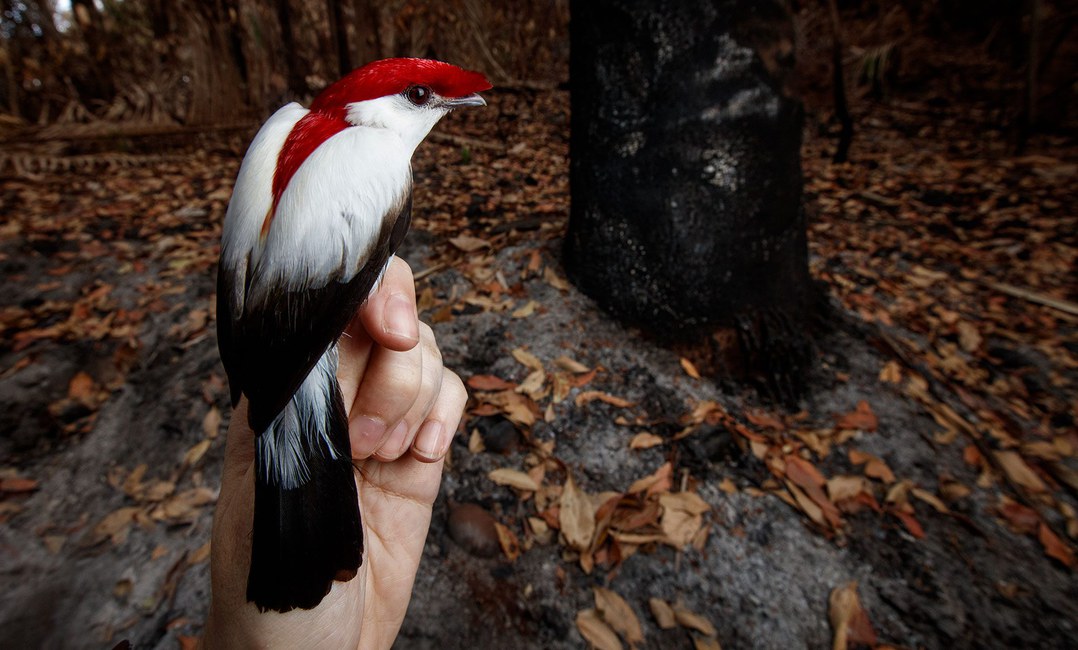 Soldadinho do Araripe, espécie endêmica da Caatinga e exclusiva do estado do Ceará. Foto: https://www.allaboutbirds.org/, acesso em 13/06/2025.