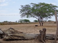 Com apoio da Sudene, Sergipe recebe seminários para discutir atualização combate à desertificação