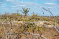 FNE destina R$ 100 milhões para a Caatinga em 2025, segundo a Sudene