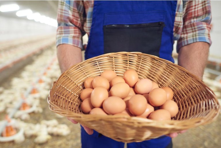 Produtor de ovos