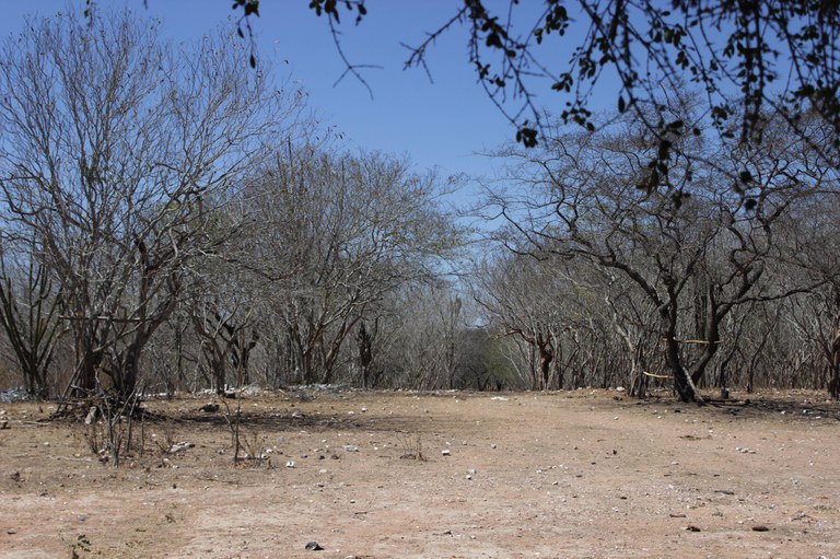 Paisagem do semiárido