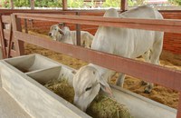 Pesquisa sobre uso da palma forrageira na alimentação animal pode baratear ração e impulsionar produção de leite e carne no Nordeste