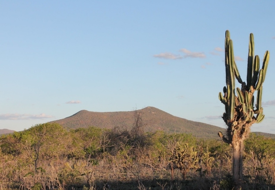 Preservação da caatinga é prioridade no Plano Regional de Desenvolvimento do Nordeste