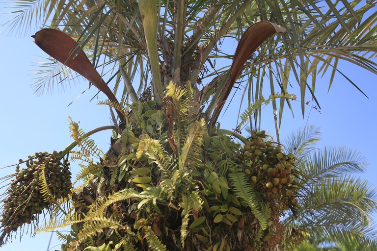 O fruto do licuri é um dos insumos pesquisados pelo Impacta Bioeconomia, da Sudene. Foto: Joasouza (Depositphotos)