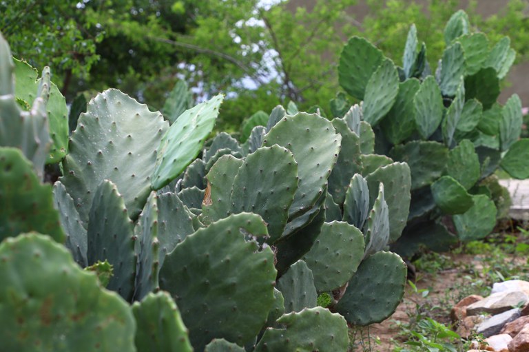 Sudene e INSA avançam em Minas Gerais na implantação de sementeiras de palma forrageira no Semiárido