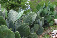 Sudene e INSA avançam em Minas Gerais na implantação de sementeiras de palma forrageira no Semiárido