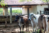 Sudene e INSA concluem diagnóstico sobre a bovinocultura de leite na Paraíba e no Rio Grande do Norte