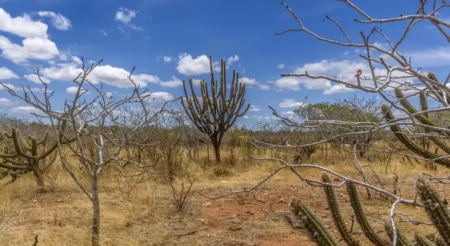 Sudene e Ministério do Meio Ambiente preveem entrega de planos de combate à desertificação para primeiro semestre de 2026