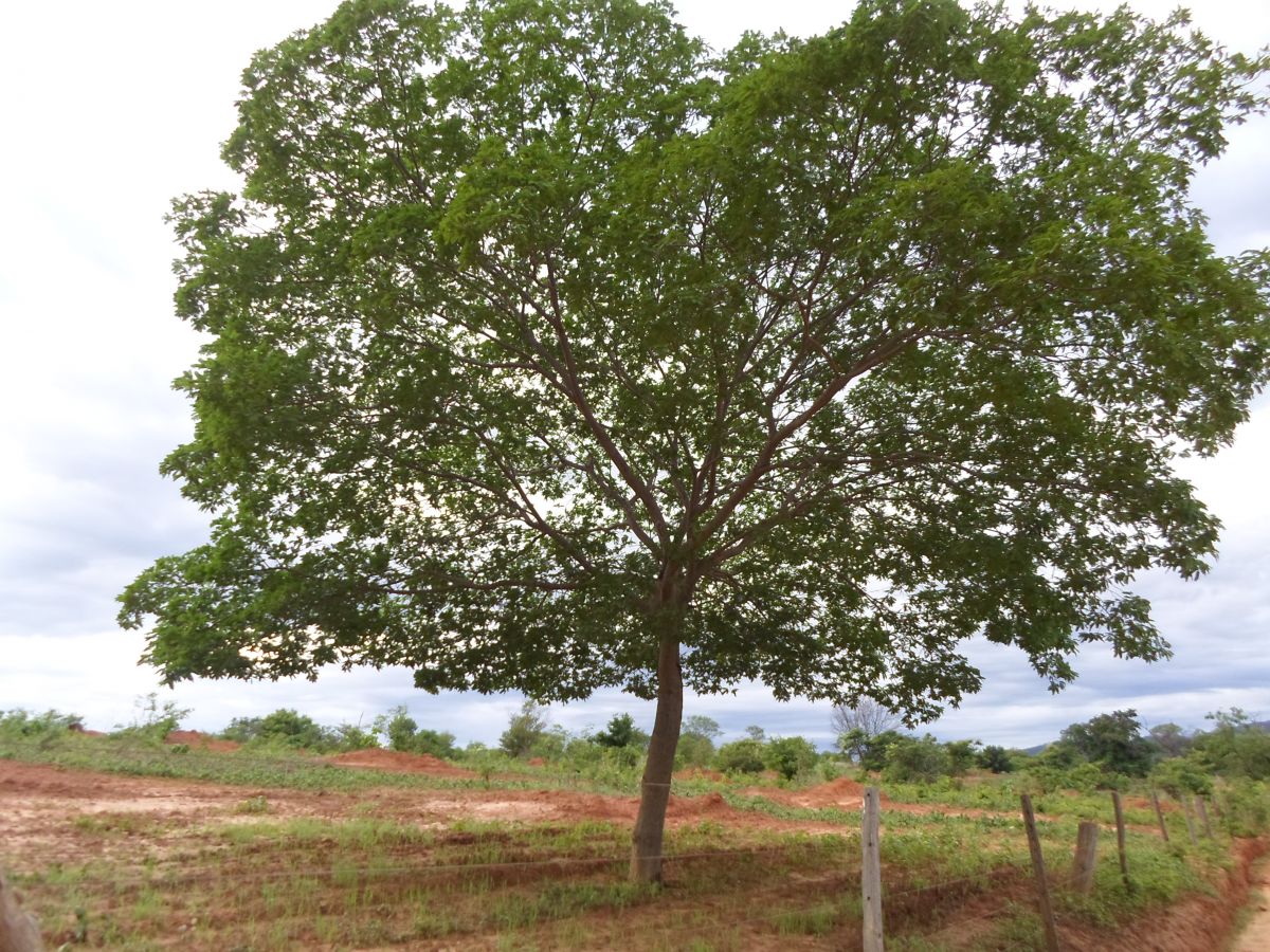 Bioinsumos