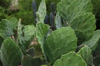 Sudene libera R$ 1,6 milhão para projetos de pesquisa e desenvolvimento ligados ao InovaPalma