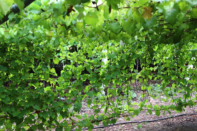Detalhe do parreiral da Vinícola Garziera, em Lagoa Grande (PE). Foto: Agnelo Câmara.