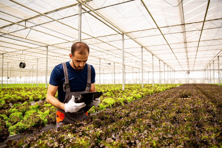 worker-greenhouse-with-tablet-hand-following-something-screen-fresh-salad-plantation.jpg