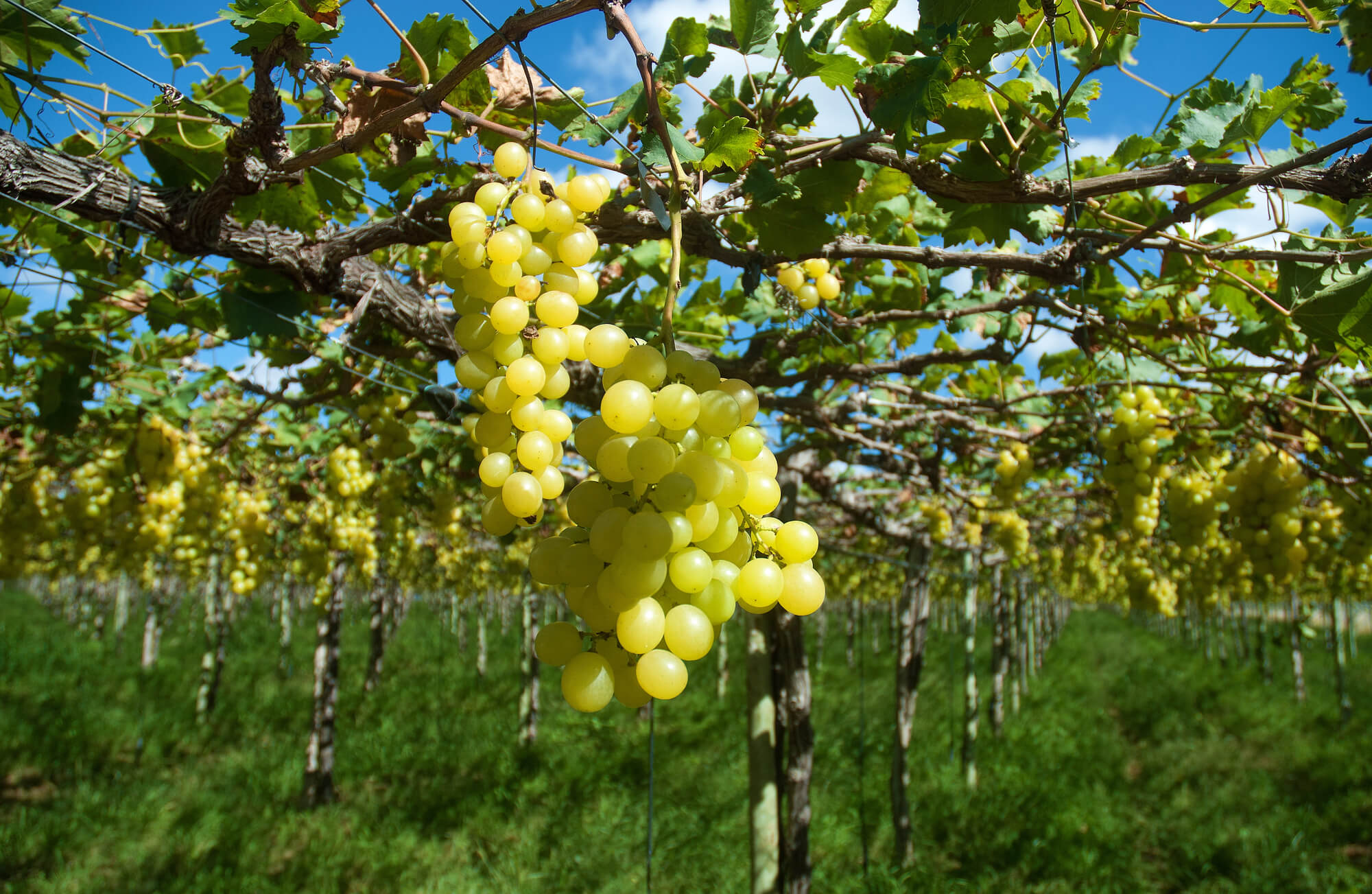 Nordeste alcança US$ 24,8 bilhões em exportações no ano de 2025