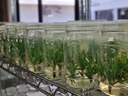 Cultivo in Vitro 002