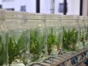Cultivo in Vitro 001