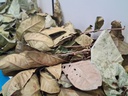 Andiroba 002