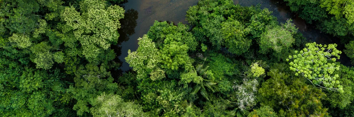 Imagem aérea da floresta Amazônica