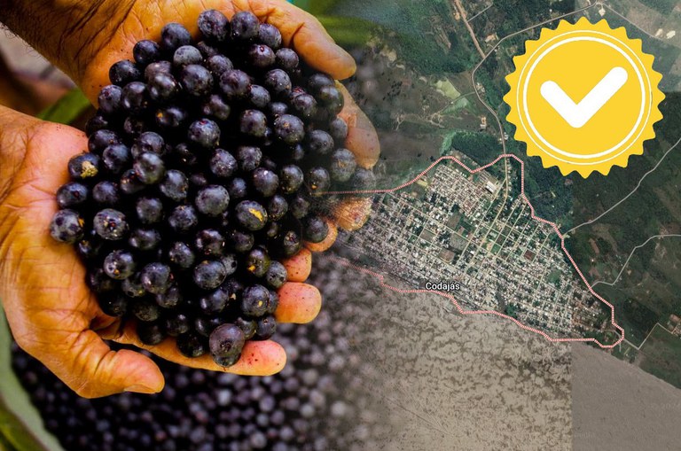 Açaí de Codajás passa a ser mais um produto da Amazônia Ocidental com registro de Indicação Geográfica