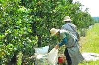 Distrito Agropecuário da Suframa vai receber cinco laboratórios satélites