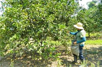 Licitantes apresentam propostas para lotes de terrenos do DAS