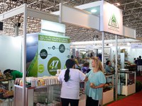 Pau caído é fator que valoriza produtos de artesanato da Amazônia