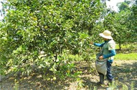 Primeiro semestre do ano registra novos projetos de implantação no Distrito Agropecuário da Suframa