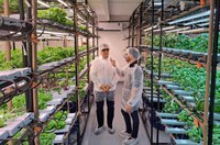 Projeto de cultivo de hortaliças é apresentado à Suframa