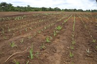 Projeto-piloto com plantio de 12,5 mil mudas de curauá tem início em Novo Remanso