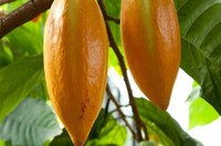 Suframa discute cooperação técnica para avanços da cadeia produtiva do cacau