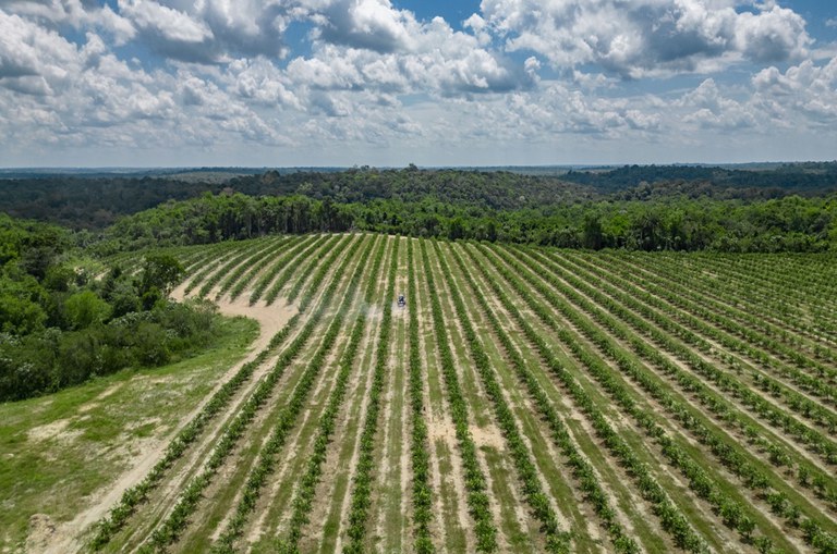 Foto mostra imagem aérea de uma plantação