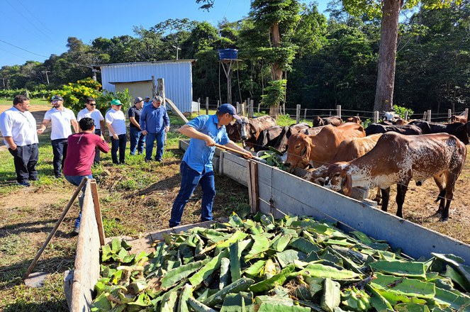 Foto mostra homem com pá na mão dando alimento a gados
