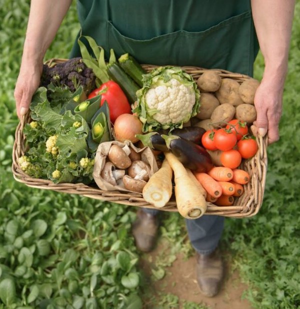 Foto de uma cesta de produtos cheia de frutas, verduras e outros produtos do setor primário.