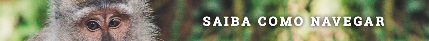 Saiba como navegar